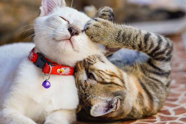 two cats two cats