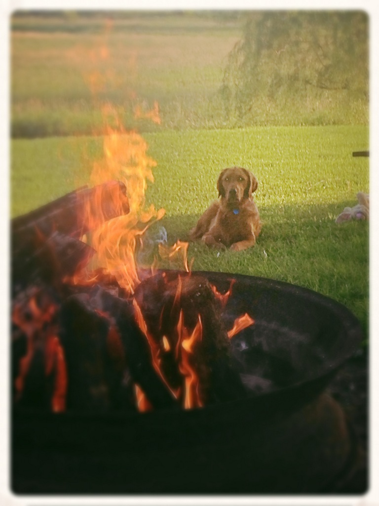 Dog by campfire