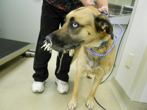 Dogs & Porcupine Quills Don't Mix - Kingston Veterinary Clinic