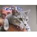 Thumbnail of photo in album