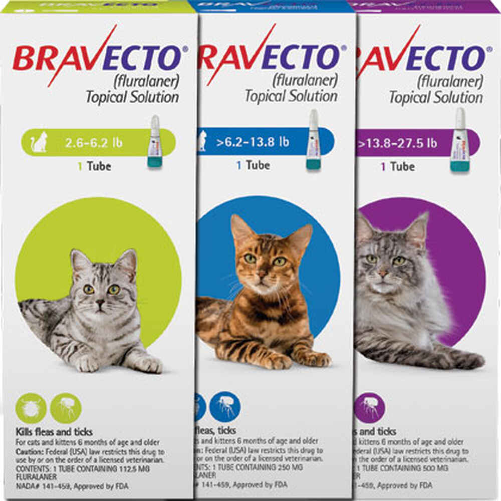 Cat Bravecto
