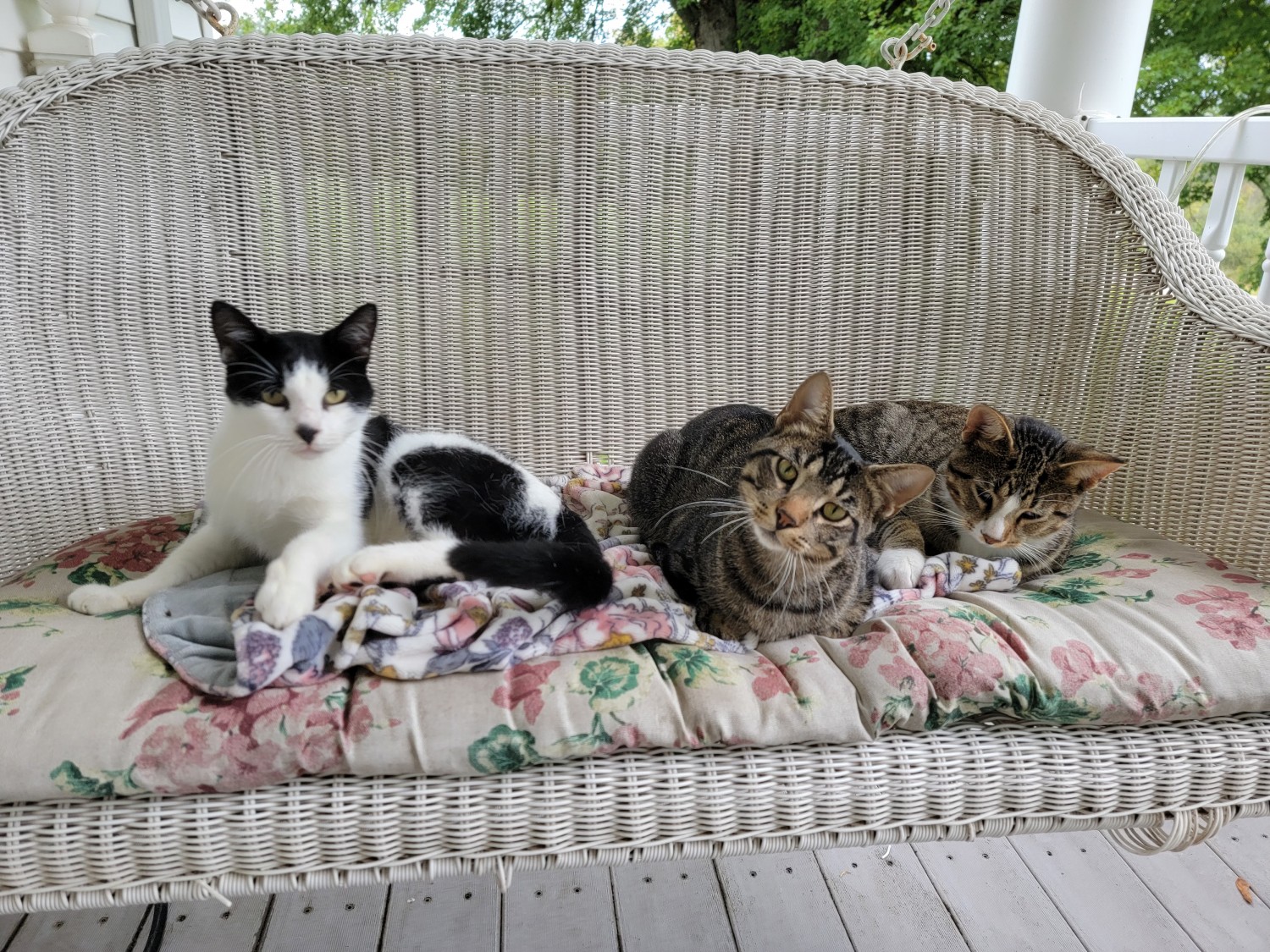 Andrea's Cats