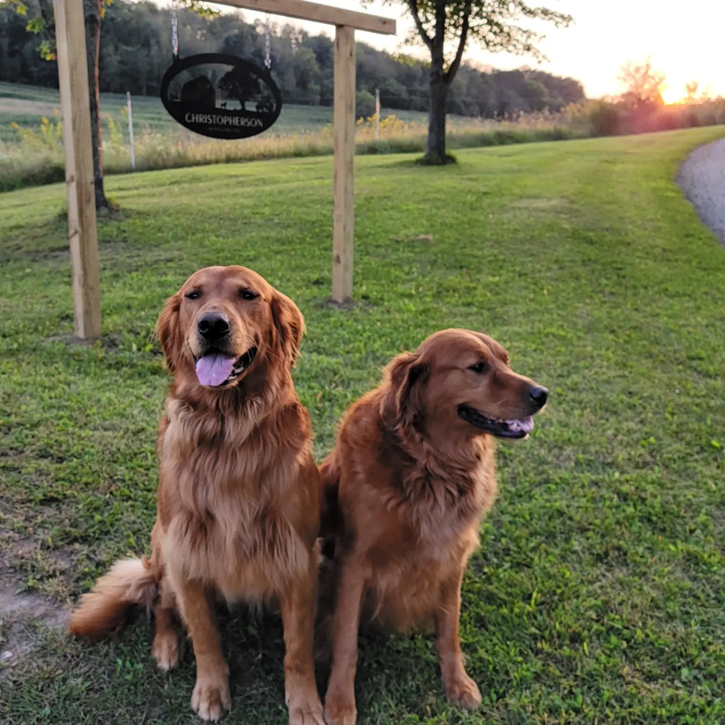 Andrea's Dogs - Oakley and Maverick