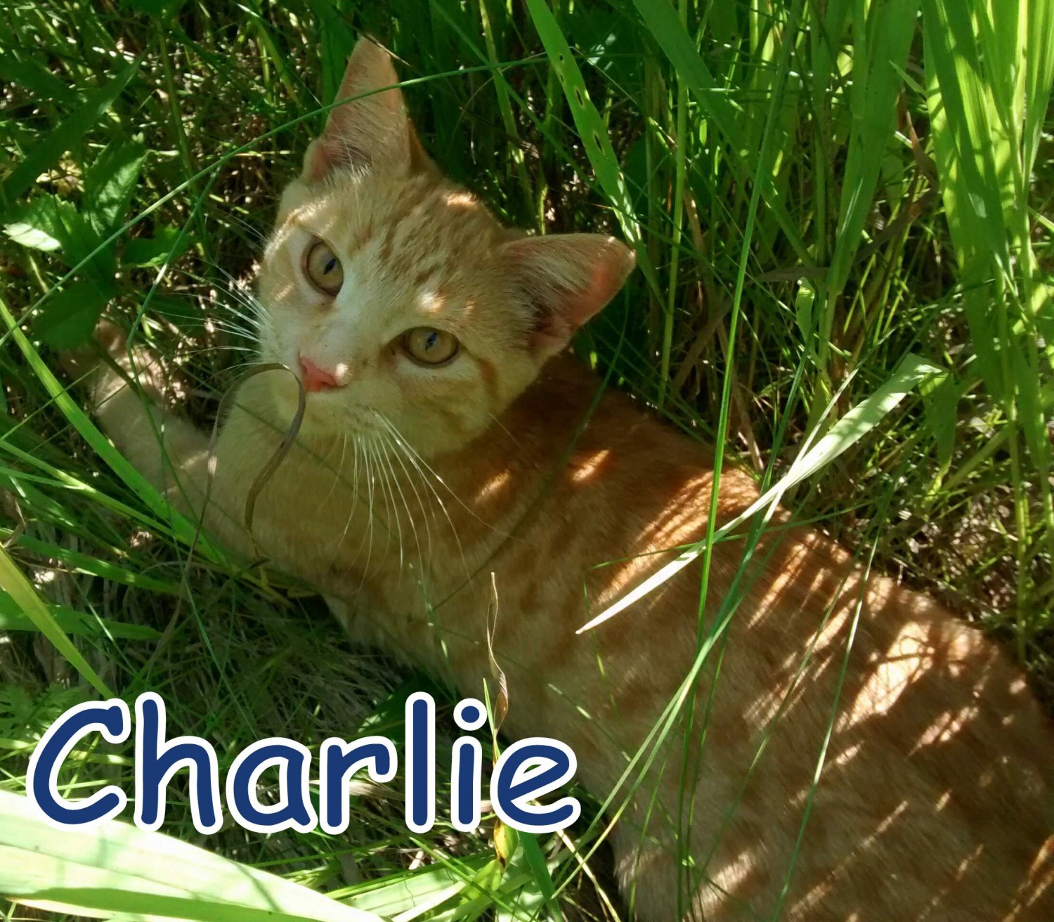 Charlie